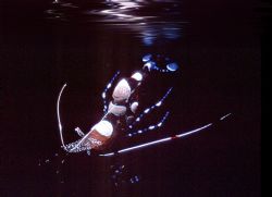 'YUCATANECUS' Comensural shrimp (anemone shrimp) unique t... by Rick Tegeler 